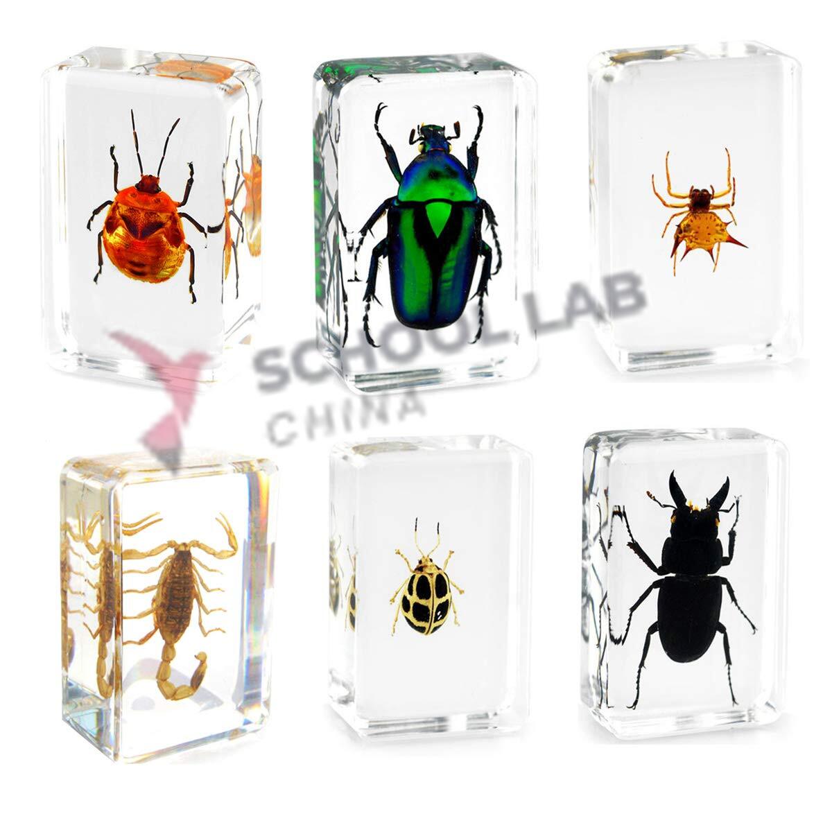 Insects And Spiders - Real Life Specimens